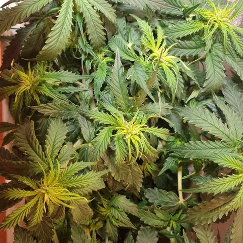 Delta 9 growlog timeline photo