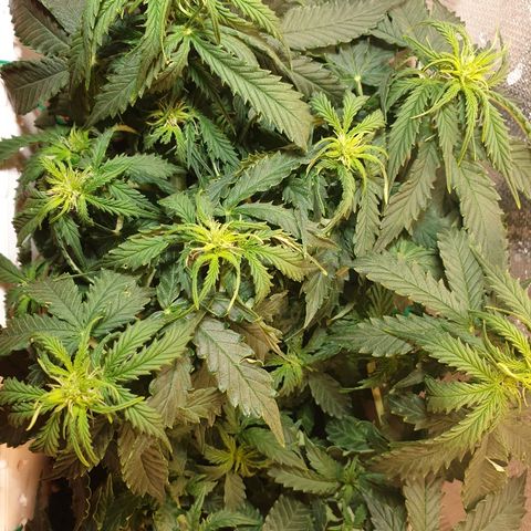 Delta 9 growlog timeline photo