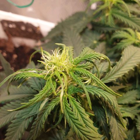 Delta 9 growlog timeline photo