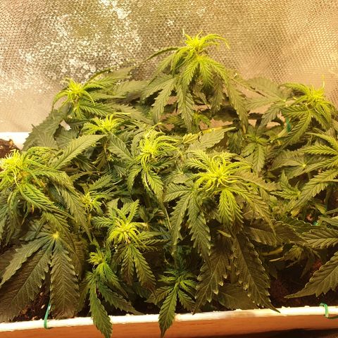 Delta 9 growlog timeline photo