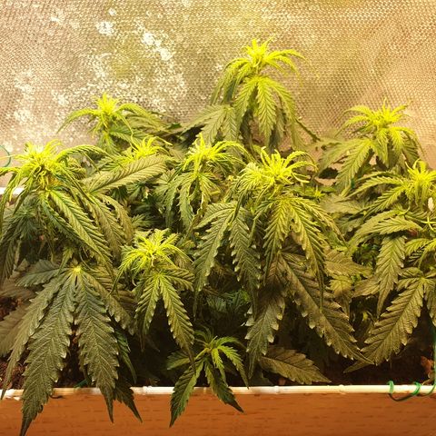Delta 9 growlog timeline photo