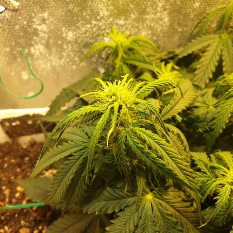 Delta 9 growlog timeline photo