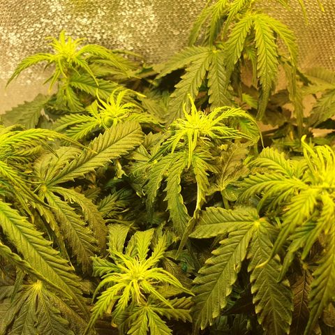 Delta 9 growlog timeline photo