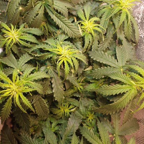 Delta 9 growlog timeline photo