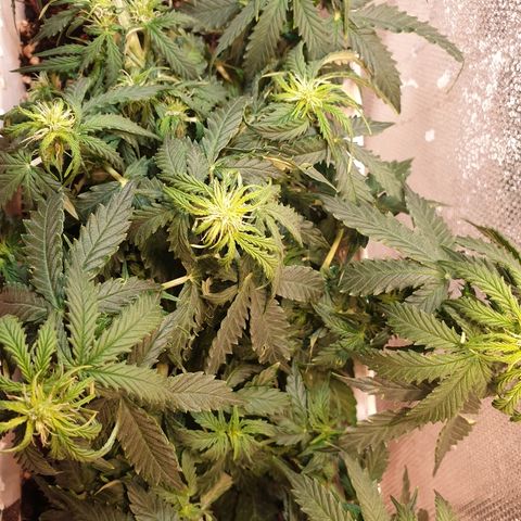 Delta 9 growlog timeline photo