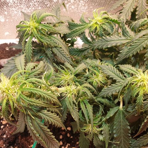 Delta 9 growlog timeline photo