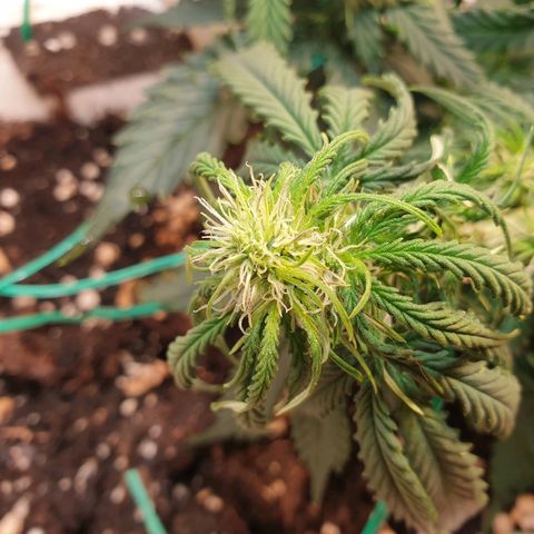 Delta 9 growlog timeline photo