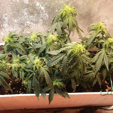 Delta 9 growlog timeline photo