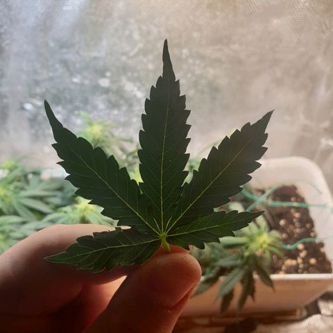 Delta 9 growlog timeline photo