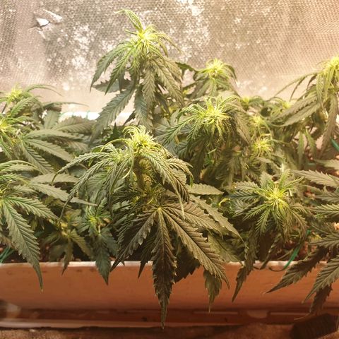 Delta 9 growlog timeline photo