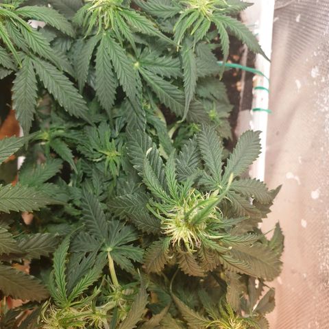 Delta 9 growlog timeline photo