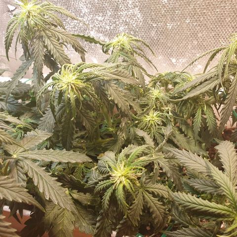 Delta 9 growlog timeline photo