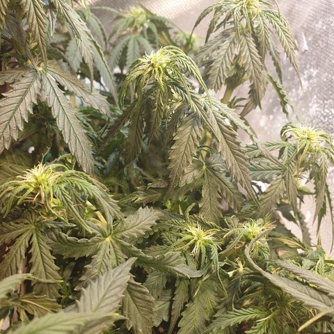 Delta 9 growlog timeline photo