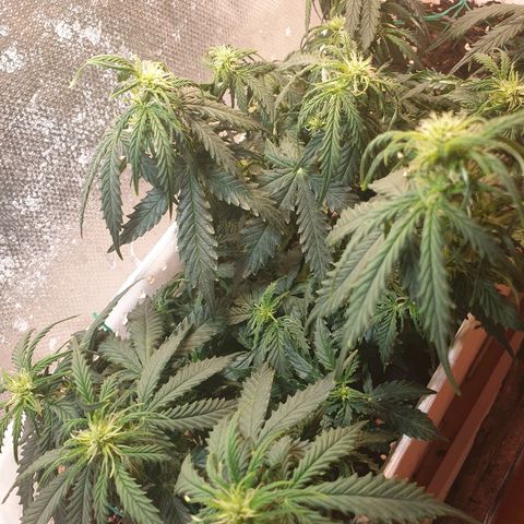 Delta 9 growlog timeline photo