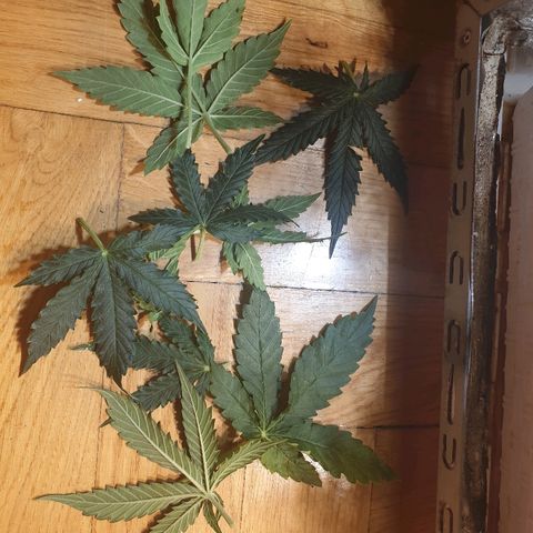 Delta 9 growlog timeline photo