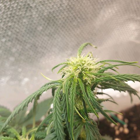 Delta 9 growlog timeline photo