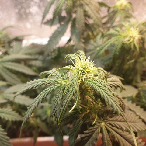 Delta 9 growlog timeline photo