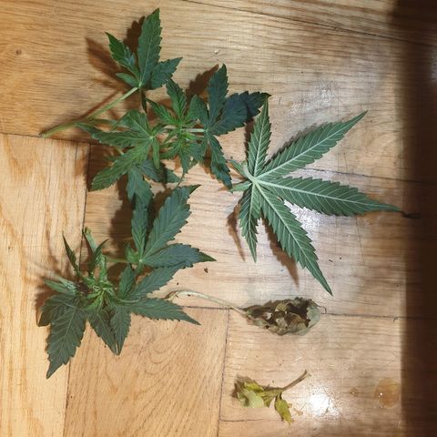 Delta 9 growlog timeline photo