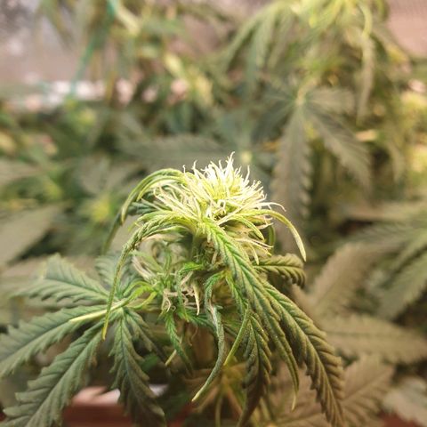 Delta 9 growlog timeline photo