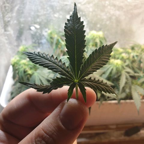 Delta 9 growlog timeline photo