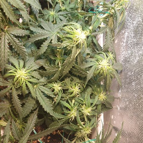 Delta 9 growlog timeline photo