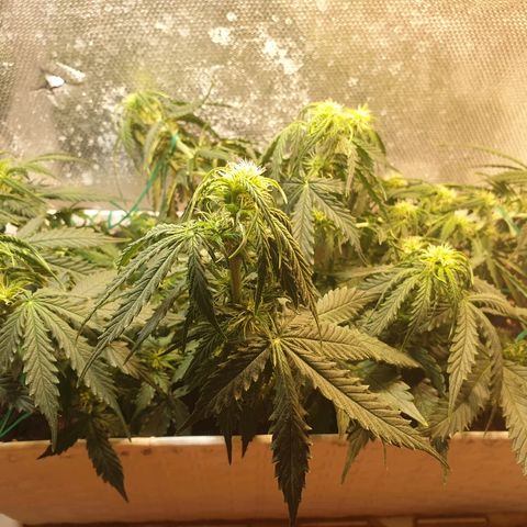 Delta 9 growlog timeline photo