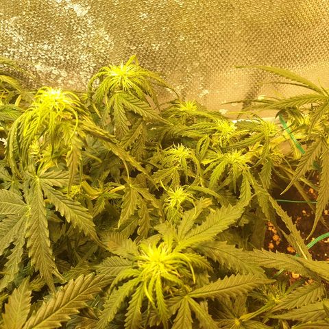 Delta 9 growlog timeline photo
