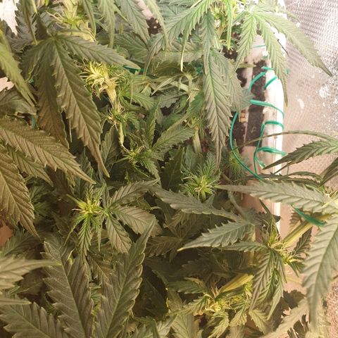 Delta 9 growlog timeline photo