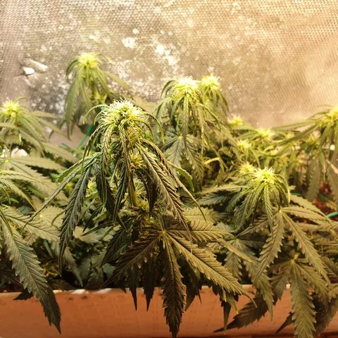 Delta 9 growlog timeline photo