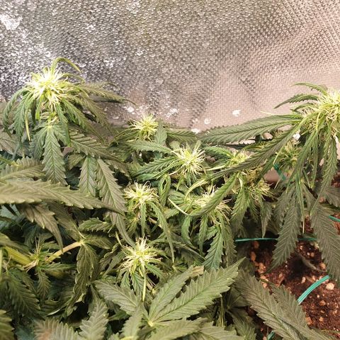 Delta 9 growlog timeline photo
