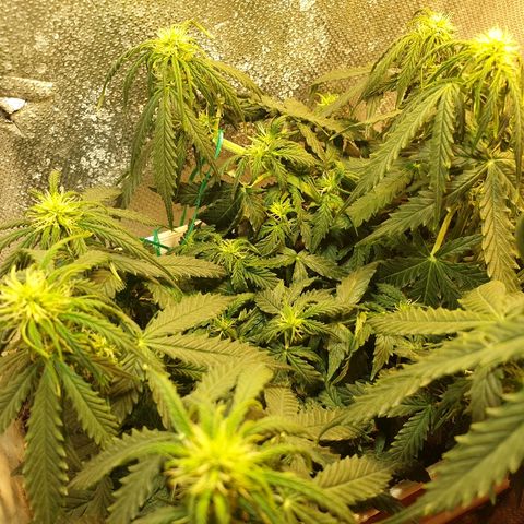 Delta 9 growlog timeline photo