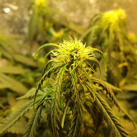 Delta 9 growlog timeline photo