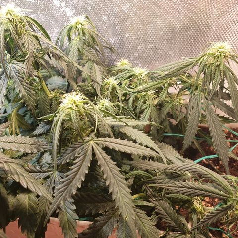 Delta 9 growlog timeline photo