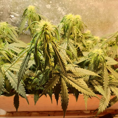 Delta 9 growlog timeline photo