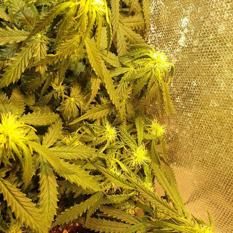 Delta 9 growlog timeline photo