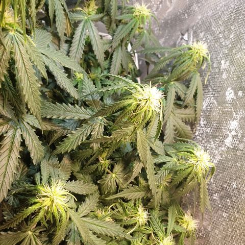 Delta 9 growlog timeline photo