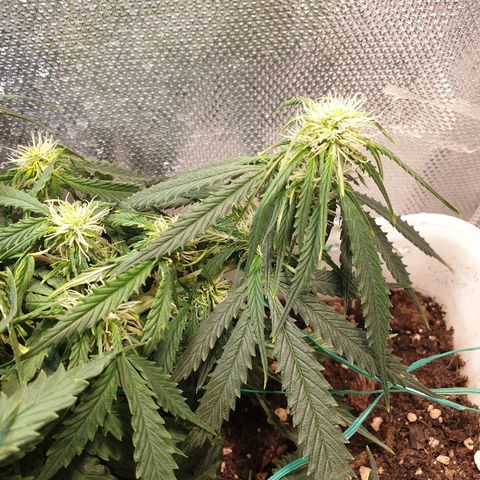 Delta 9 growlog timeline photo