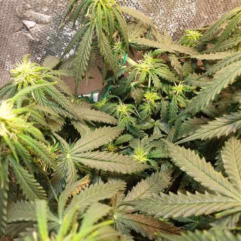 Delta 9 growlog timeline photo