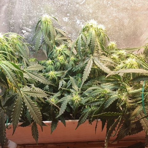 Delta 9 growlog timeline photo