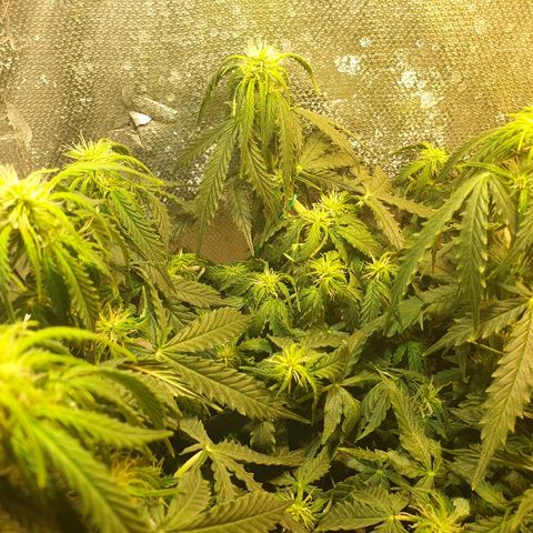 Delta 9 growlog timeline photo