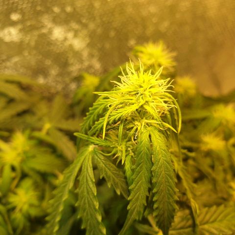 Delta 9 growlog timeline photo