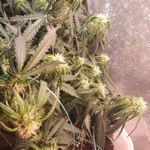 Delta 9 growlog timeline photo