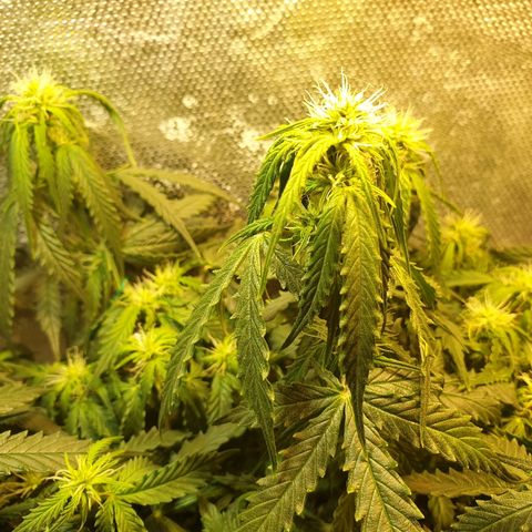 Delta 9 growlog timeline photo