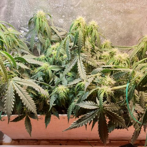 Delta 9 growlog timeline photo