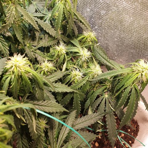 Delta 9 growlog timeline photo