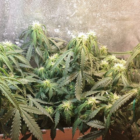 Delta 9 growlog timeline photo