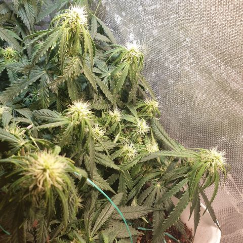 Delta 9 growlog timeline photo