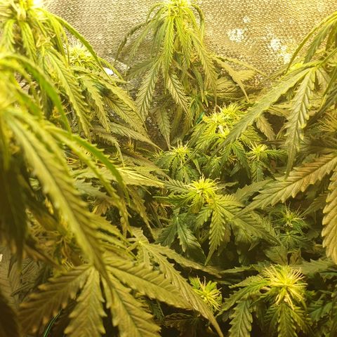 Delta 9 growlog timeline photo