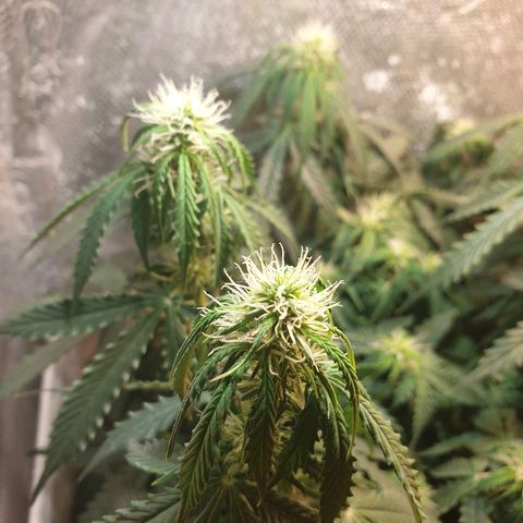 Delta 9 growlog timeline photo