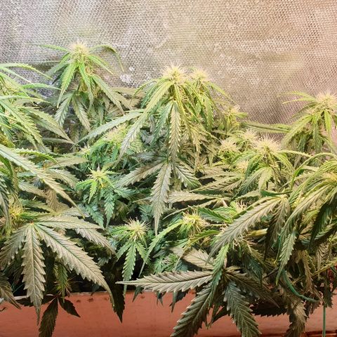 Delta 9 growlog timeline photo